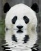 animal-picture-panda-bear-ucumari-animalpicture.jpg