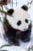 FP8717~Baby-Panda-Posters.jpg