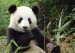 giant-panda-china-big(1).jpg